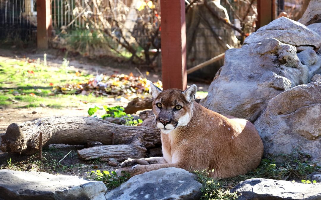 Discovering Family Fun in Folsom: A Guide to Unforgettable Adventures