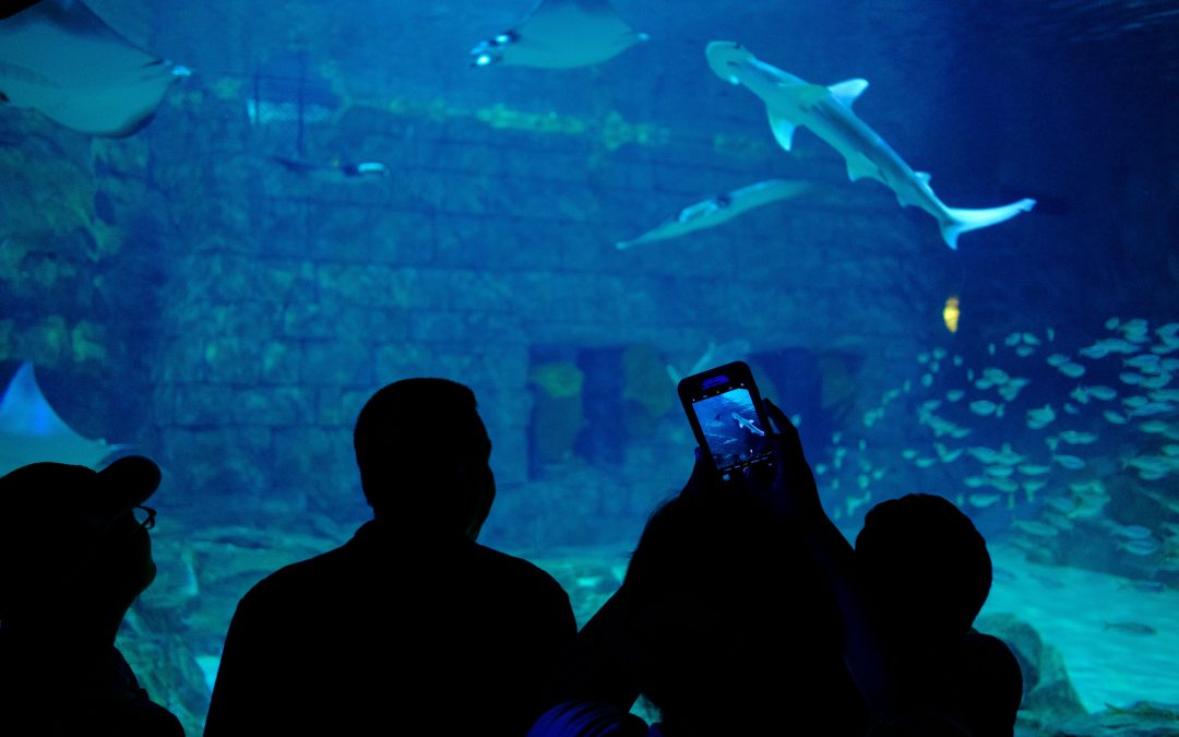 Dive into Adventure: Explore the Wonders of SeaQuest in Folsom, California!