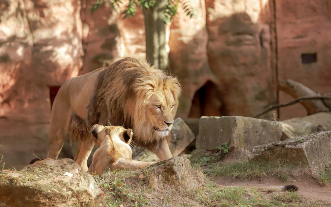 Thanksgiving Feast for Animals: A Wild Celebration at Folsom Zoo