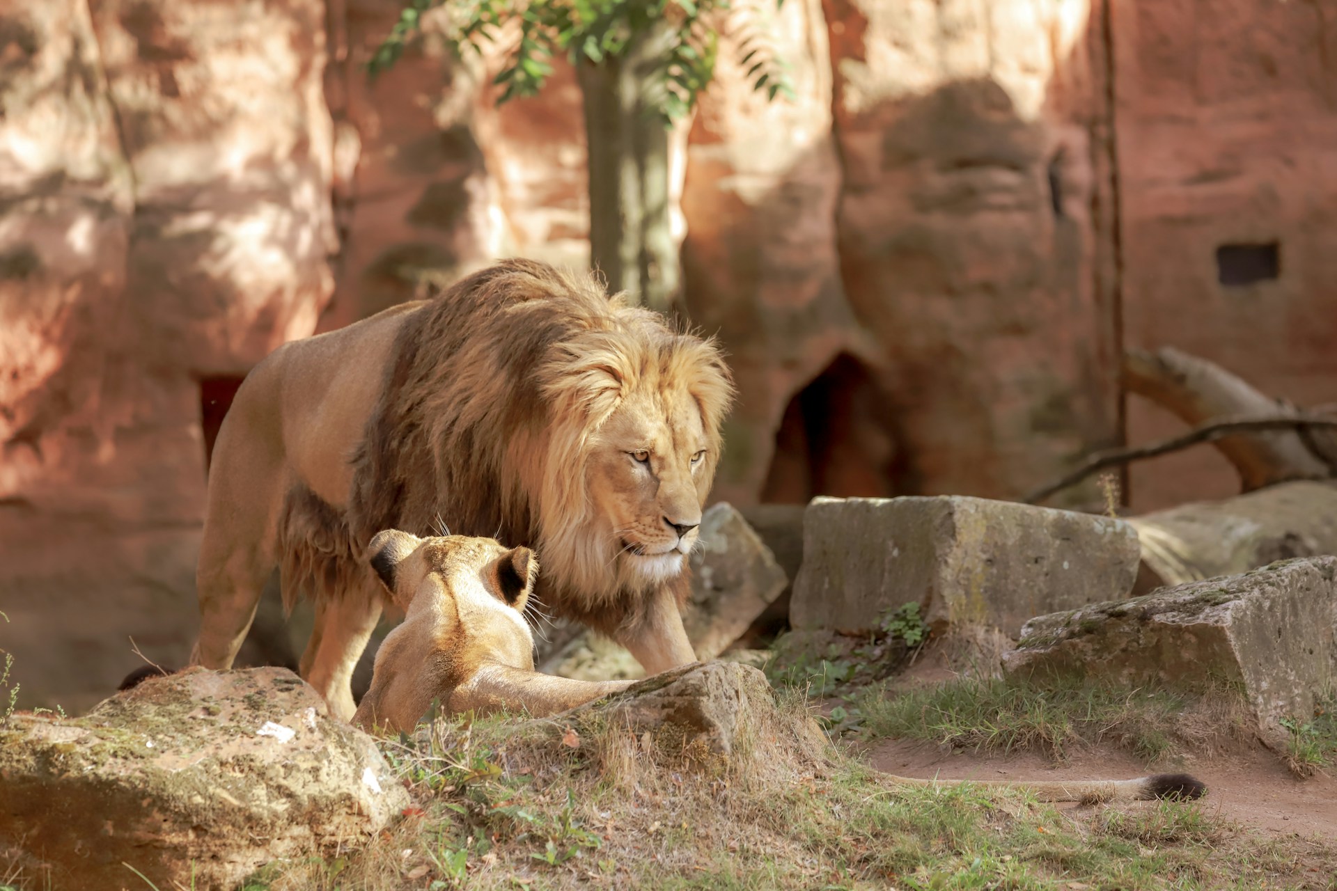 Thanksgiving Feast for Animals: A Wild Celebration at Folsom Zoo